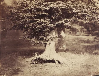 Drzewo bukowe